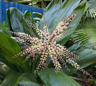 Soroa Orchid Botanical Garden
