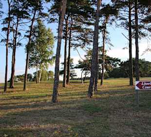 Bahnen zwischen Kiefern