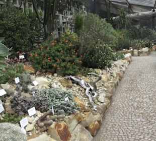 Wüstenpflanzen -  Alter Botanischer Garten