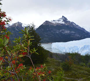 Lodowiec Perito Moreno