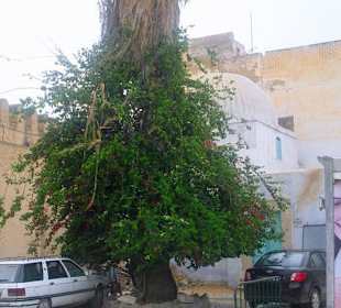 Im Hintergrund die alte Stadtmauer