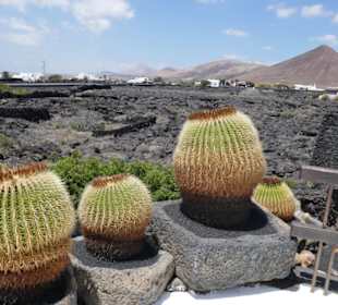Blick auf Kakteen und auf einen Vulkan
