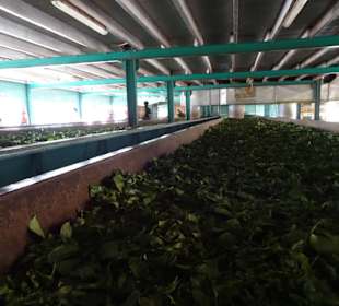 Hochland von Sri Lanka