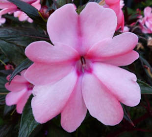 Blumen in der Altstadt