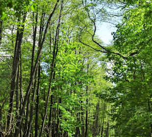 Spaziergang durch den Stadtwald Oldenburg