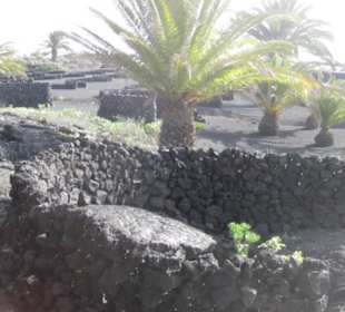 Fundacion Cesar Manrique