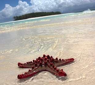 Bill Gate's Privatinsel 