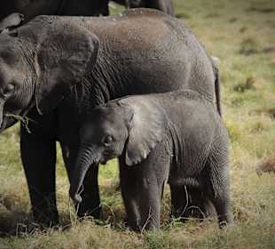 Elefanten im Amboseli NP