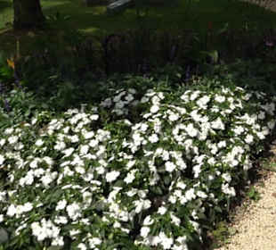 Blühendes Neresheim 2021