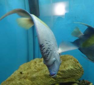 Kleines Aquarium von El Gouna