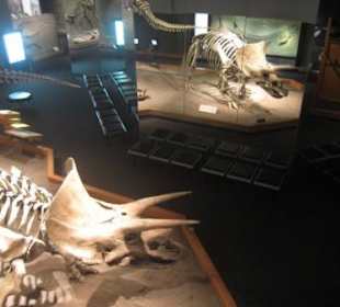 Ankylosaurus, Vogelbeckendinosaurier