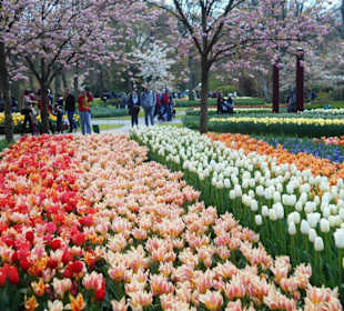 Blumenpracht im Keukenhof