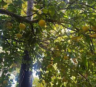 Botanischer Garten Puerto de la Cruz