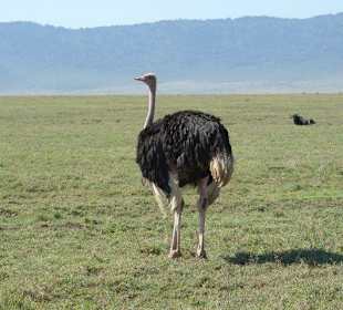 Нгоронгоро