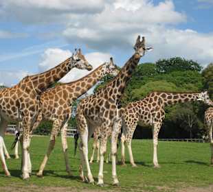 Fota Wildlife Park