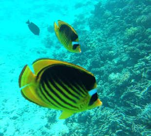 Hausriff - iPhone 5 im DiCAPac Plastik Case