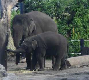 Taronga Zoo