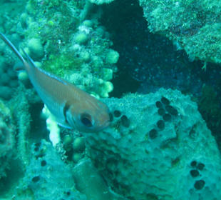 Leslie M.: Unterwasserwelt St. Lucia