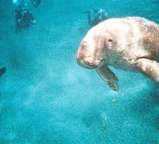 Ich bin oft da,man muss Glück haben