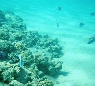 Fische und Korallen