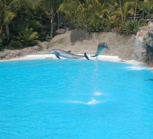 Loro Parque - Delphin Show