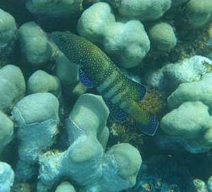 Schnorcheln Marsa Alam