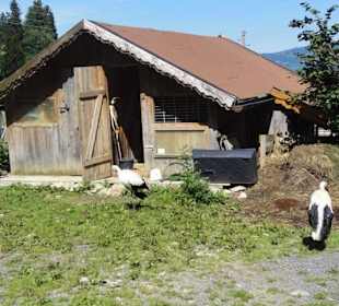 Alpenwildpark 