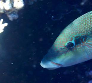 Schnorcheln Makadi Bay