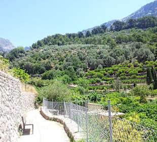 Walking road to gardens