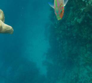 Schnorcheln Marsa Alam