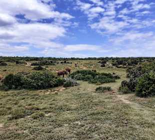 Addo Elephant Park