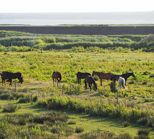 Wandern Norddorf auf Amrum