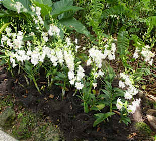 Im Garten der Orchideen