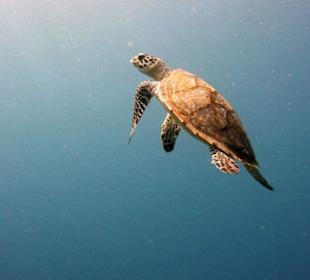 Die Hausschildkröte