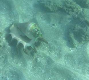 Подводный мир возле отеля