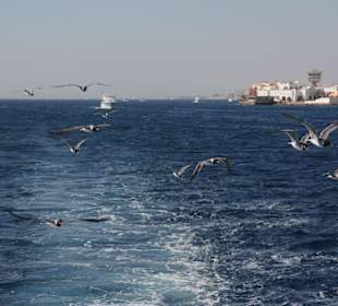Unsere Begleiter beim Bootsausflug