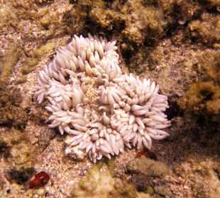 Nurkowanie w Sharm el Sheikh - podwodne życie