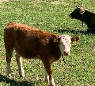 Wandern Moso in Passiria / Moos in Passeier