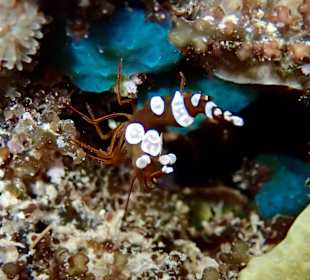 Hausriff Prince John Dive Resort 