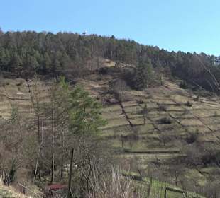 Naturschutzgebiet Hirschauer Berg