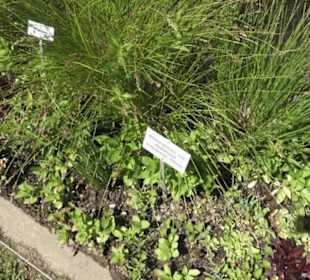 Botanischer Garten der Universität Zürich