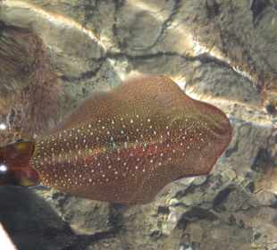 Tintenfisch beim Schnorcheln