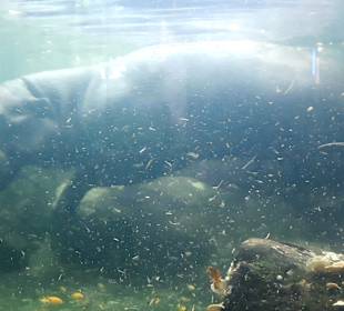 Singapur Zoo
