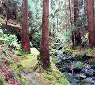 Inselrundfahrt Terceira