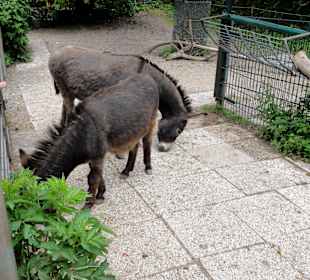 Zwergesel im Zoo am Rammelsberg