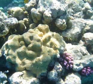 Schnorcheln Makadi Bay