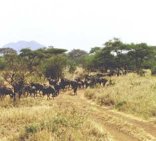 Serengeti
