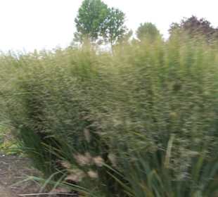 Rosengarten