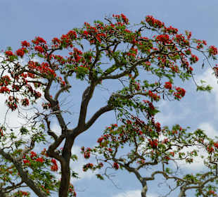 Botanischer Garten "Pamplemousses"