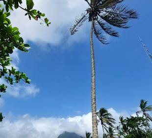 Parque Natural Obô do Príncipe